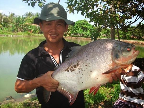 Nằm mơ thấy đi câu cá đánh con gì có ý nghĩa gì đặc biệt